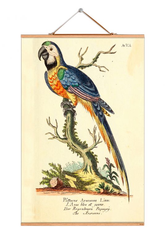 Birds South America affiche No 75 OFFRE SPECIALE